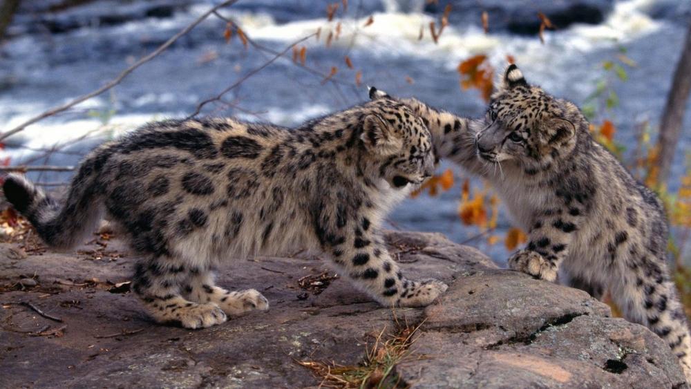 Snow leopard cubs wallpaper - backiee