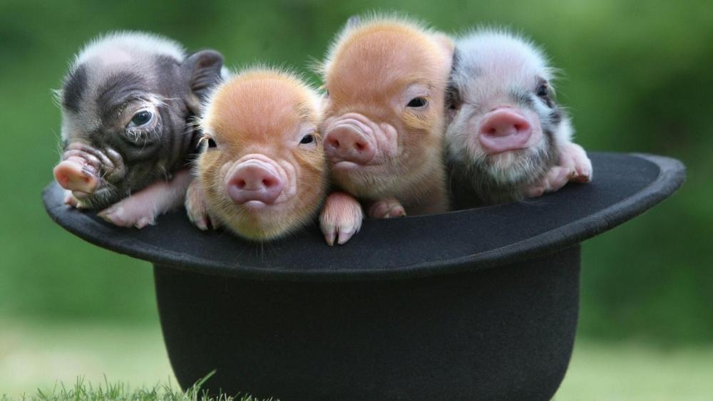 Baby pigs in the hat wallpaper