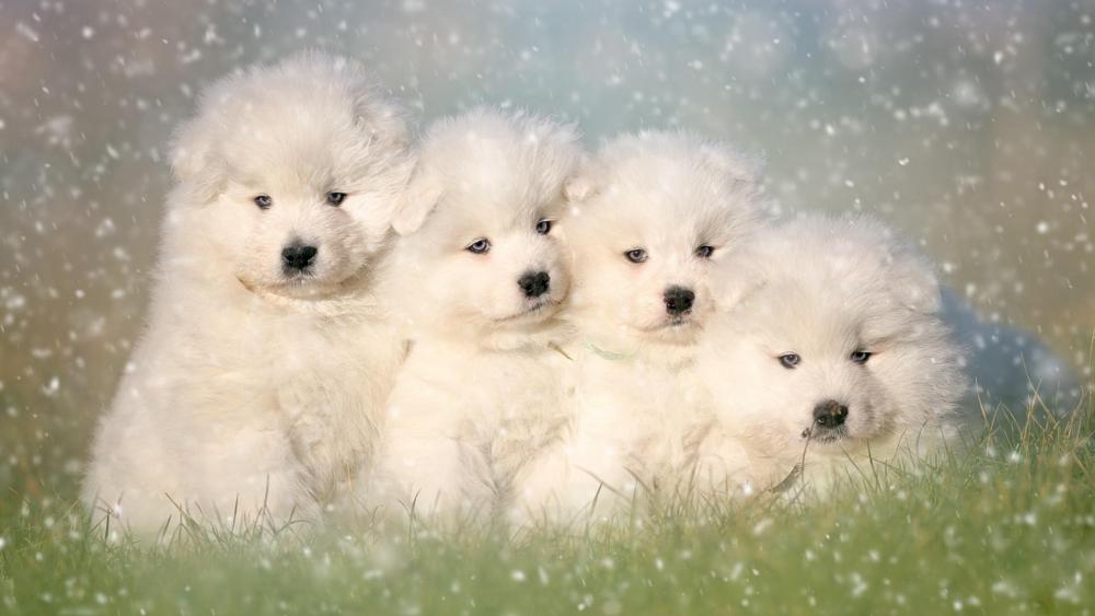 Group of Samoyed puppies wallpaper