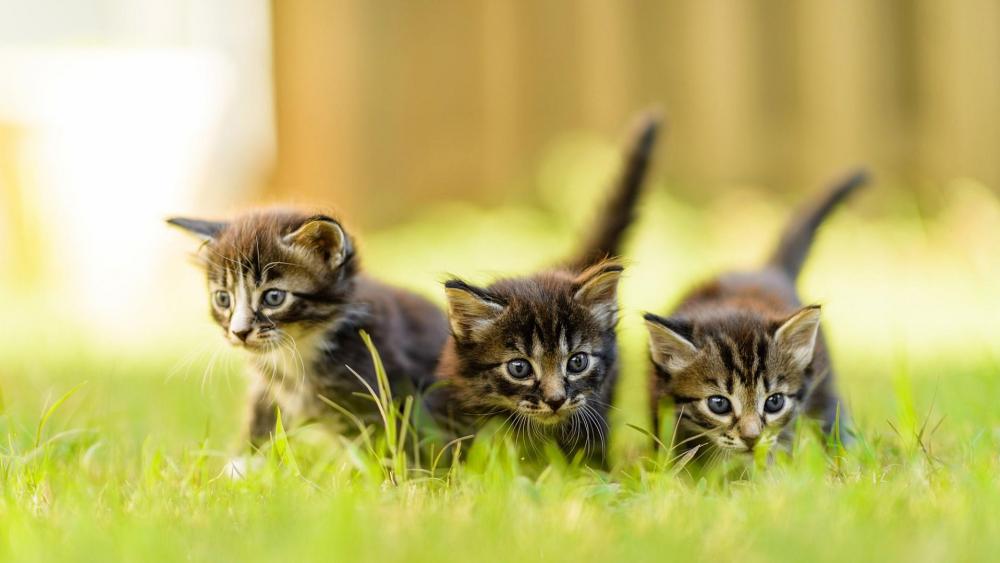 Cute baby kittens in the garden  wallpaper