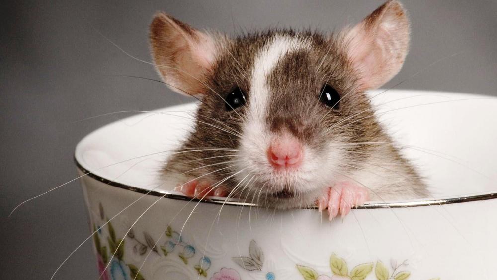 Hamster in a tea cup wallpaper