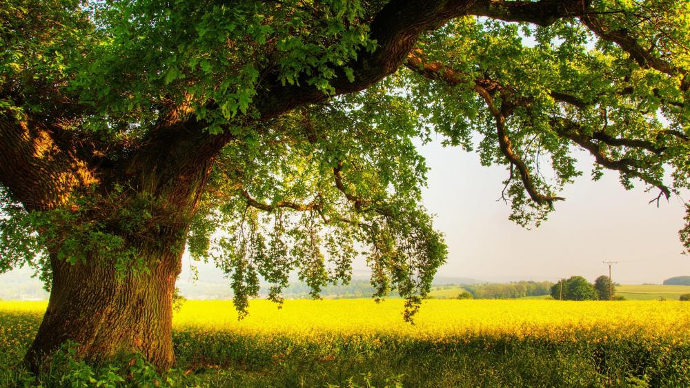Oak tree in the field wallpaper