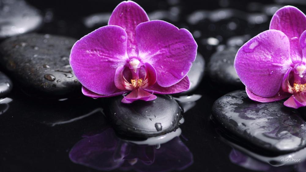 Pink orchids wallpaper