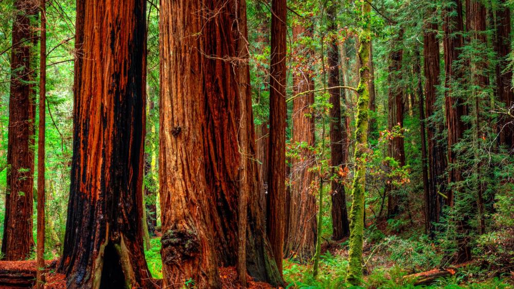 Forest trees in Jedediah Smith Redwoods State Park - Crescent City, California wallpaper