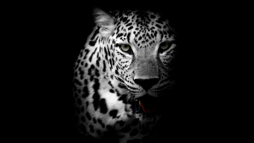Leopard - Monochrome photography wallpaper