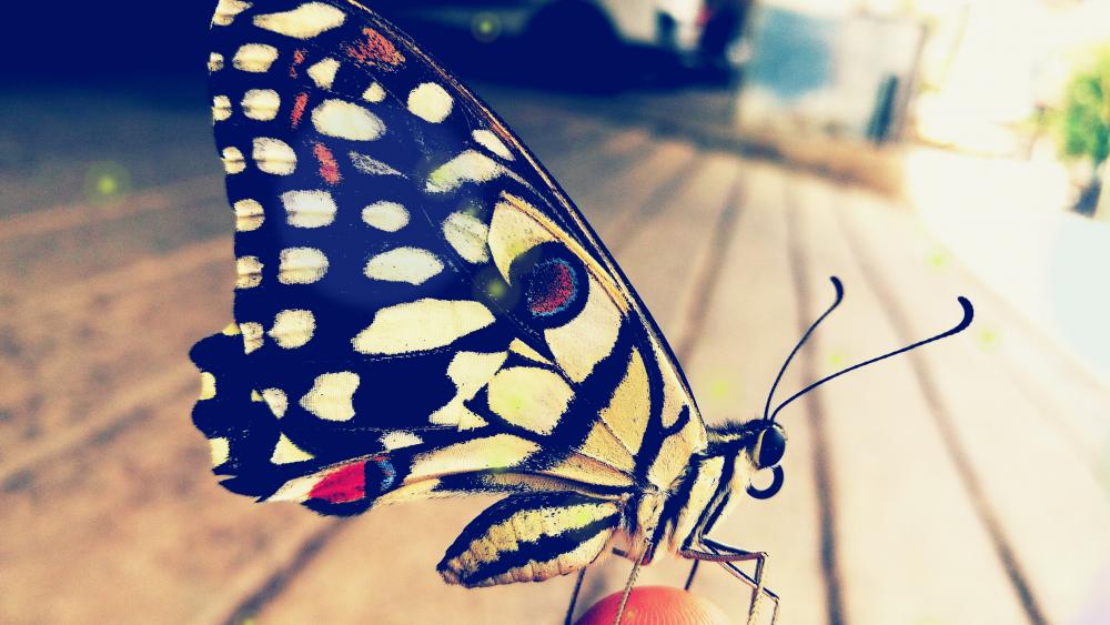 Butterfly close up wallpaper