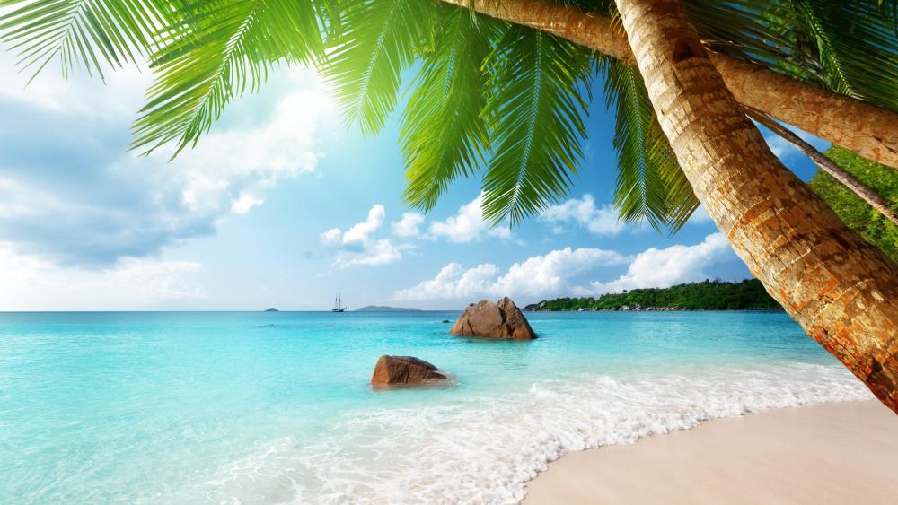 Palms over the turquoise sea wallpaper