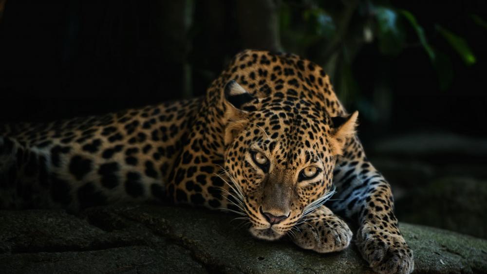 Resting leopard wallpaper