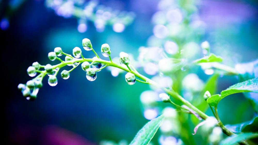 Dew in the flower - Macro photography wallpaper