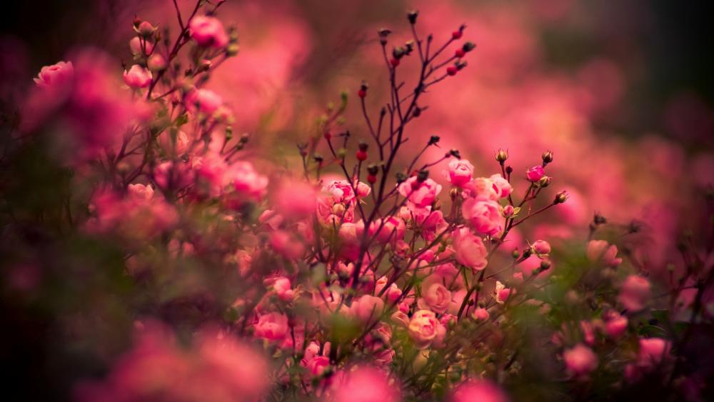 Floribunda rose in the garden wallpaper