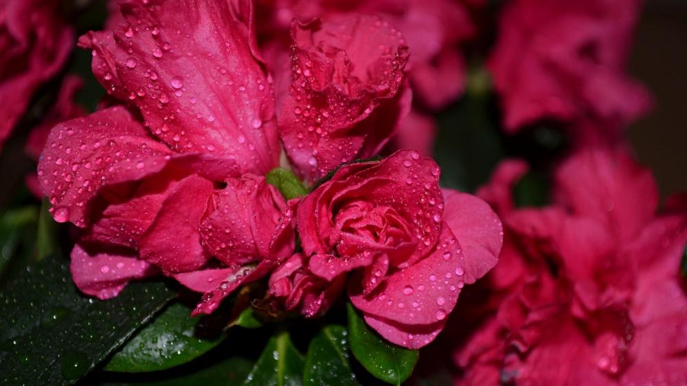 Dew drops on the rose wallpaper