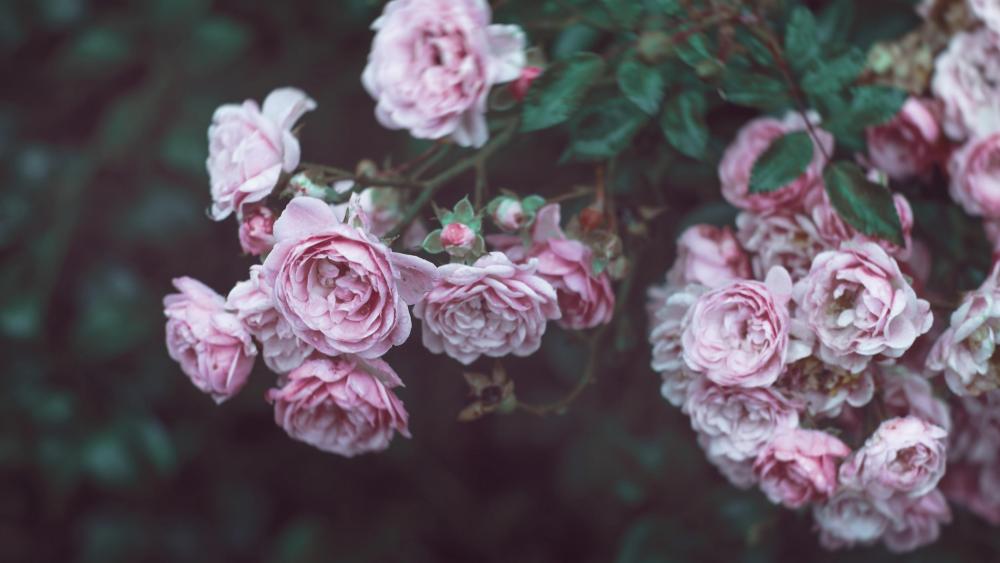Lovely romantic pink rose wallpaper