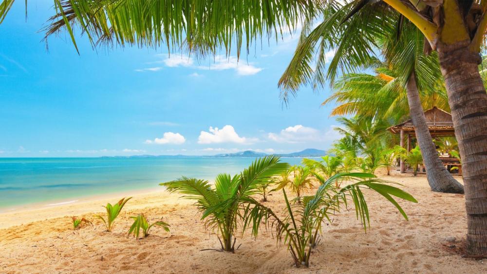 Palm trees on the sandy beach wallpaper