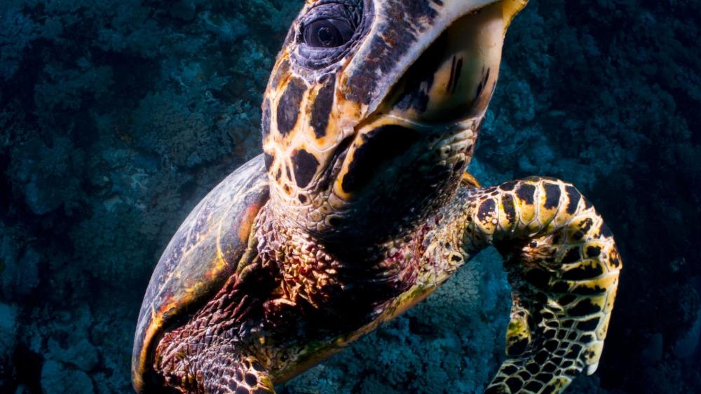 Loggerhead sea turtle wallpaper