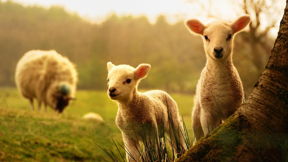 Cute baby sheep wallpaper