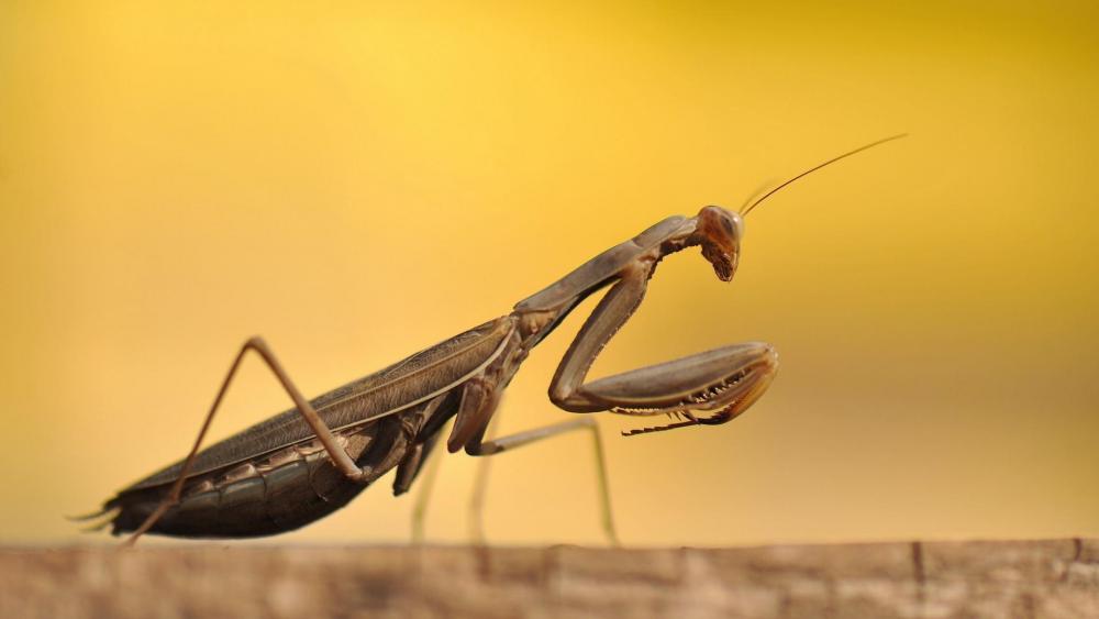 Praying Mantis - Macro photography wallpaper