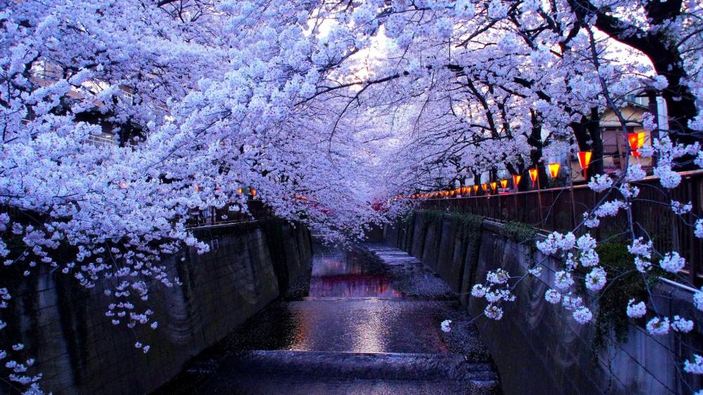 Cherry blossom in Tokyo  wallpaper