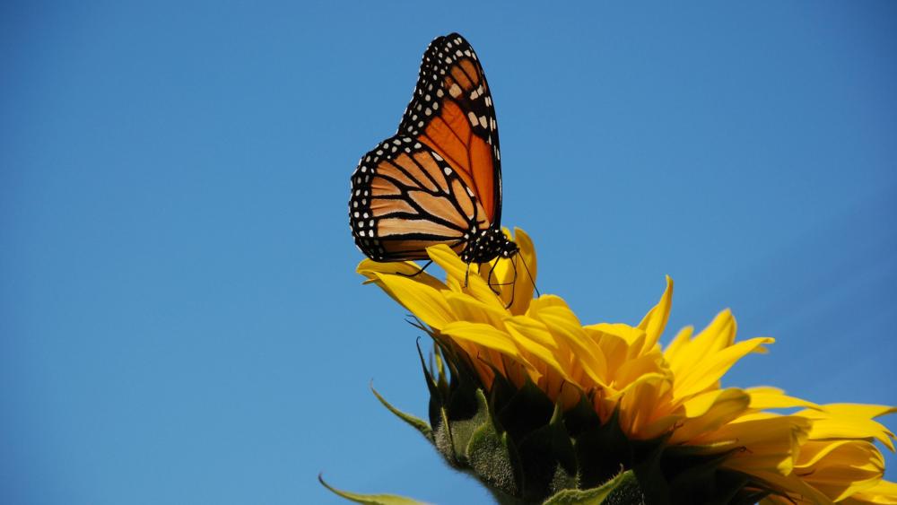 Butterfly on the sunflower wallpaper