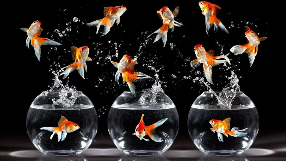 Goldfish in the aquarium wallpaper