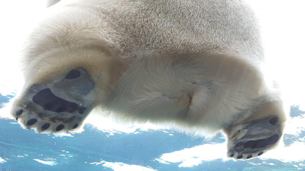 Polar bear paws and butt wallpaper