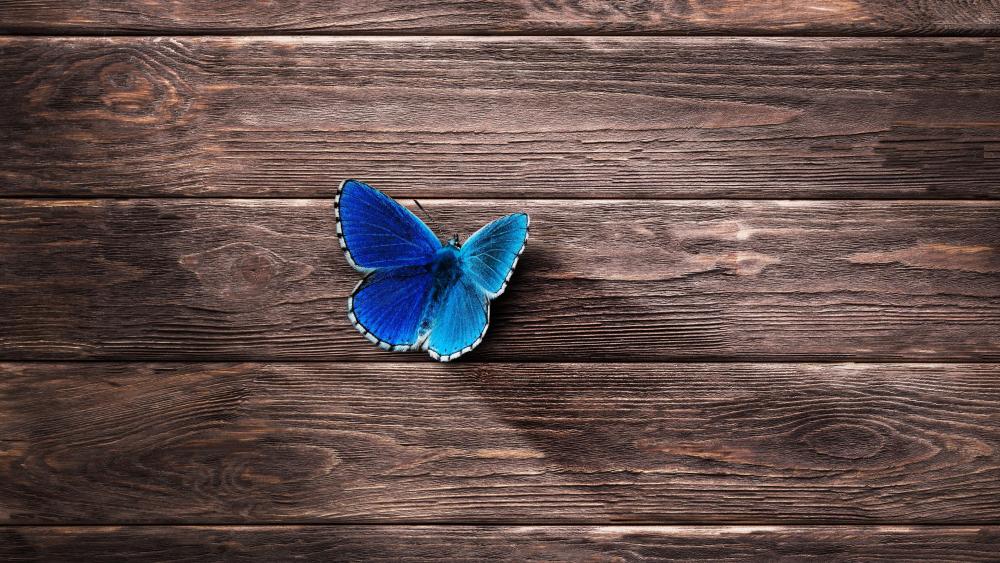 Blue butterfly wallpaper