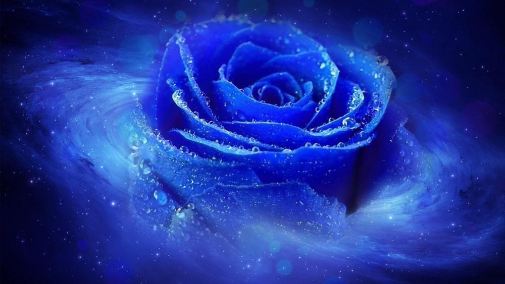 Cool blue dewy rose wallpaper
