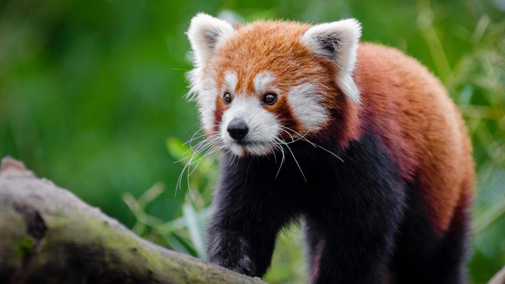 Kitten-like face Red Panda wallpaper