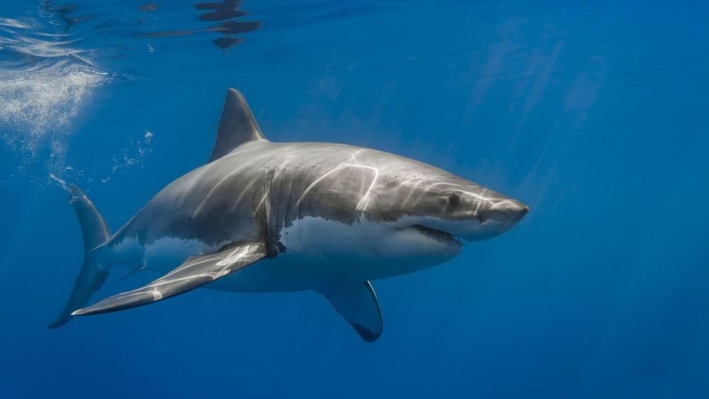 Great white shark -  Underwater photography wallpaper