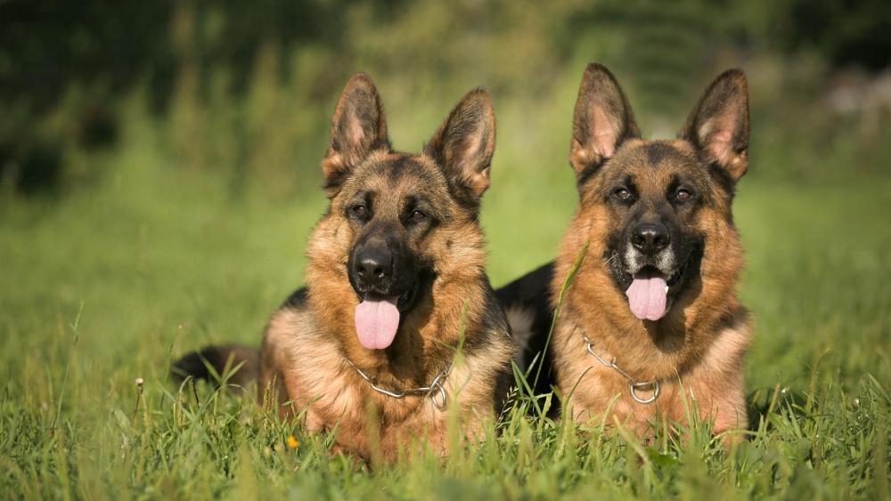 German Shepherd dog couple wallpaper