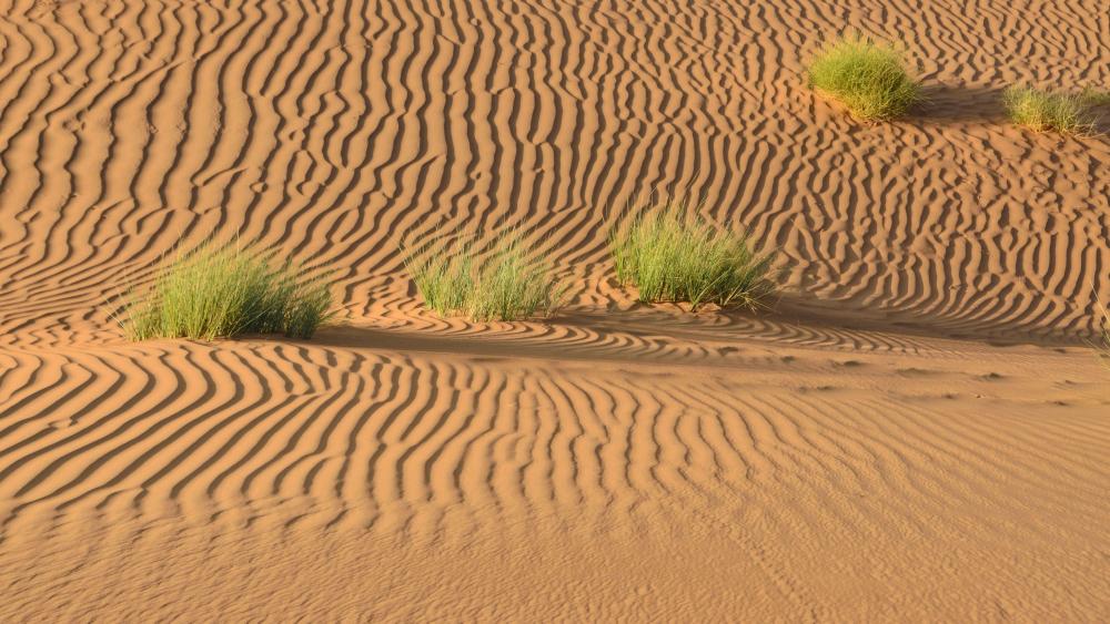 Sandy desert landscape wallpaper