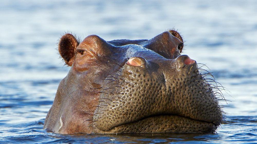 Hippo in the water - Okavango Delta, Botswana, Africa wallpaper