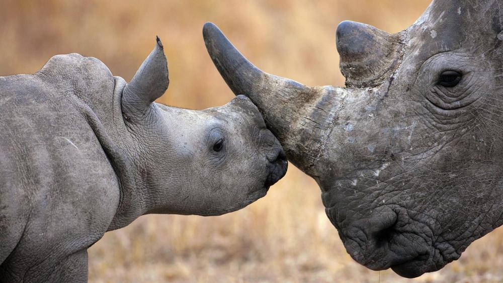 Rhinoceros baby wallpaper