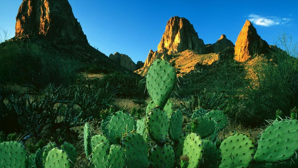 Prickly Pear Cactus In The Apache Trail Arizona Wallpaper Backiee