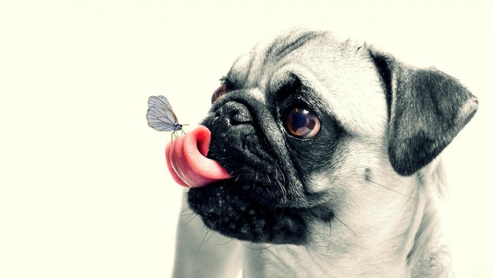 Pug dog with a butterfly wallpaper