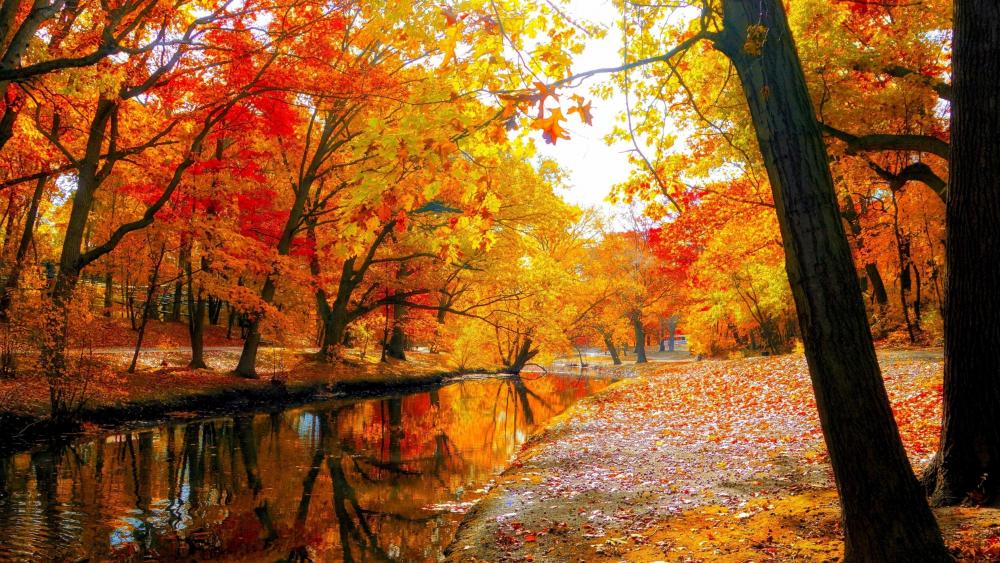 Colorful autumn trees in the park    wallpaper