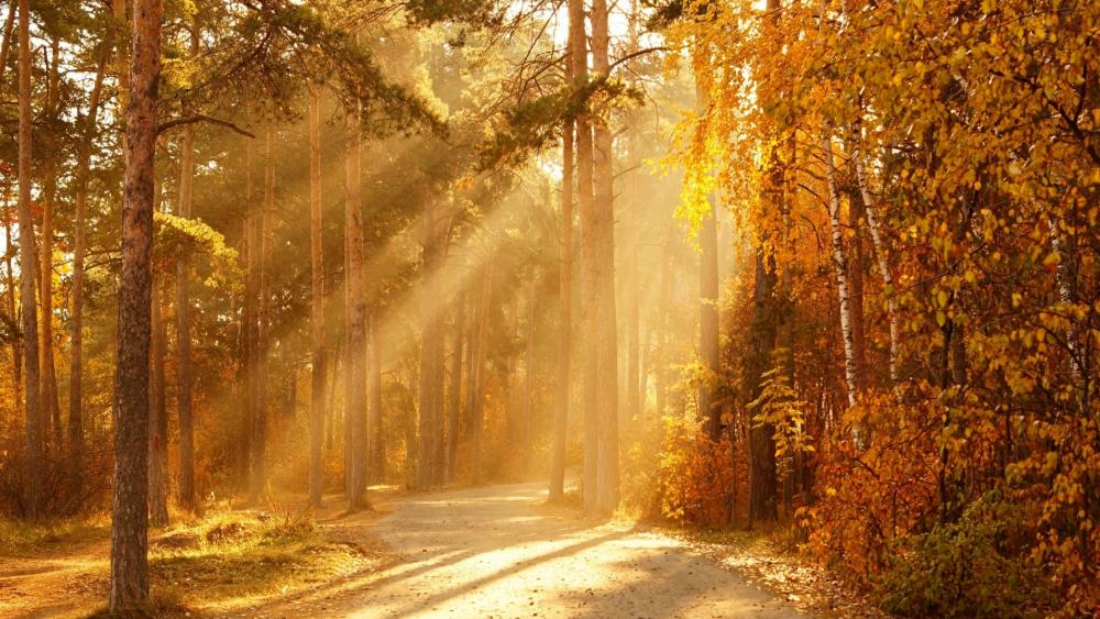 Forest path in the autumn sunray wallpaper