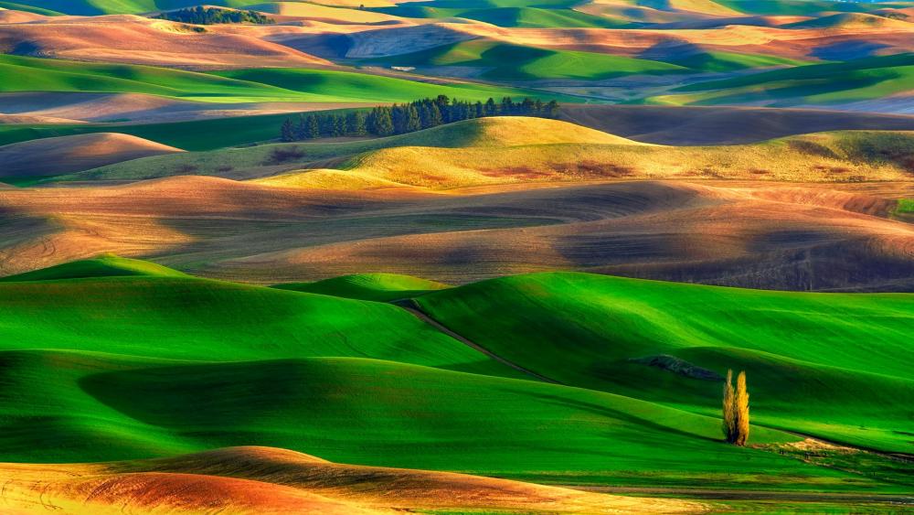 Colorful rolling hills in Palouse, Washington - backiee