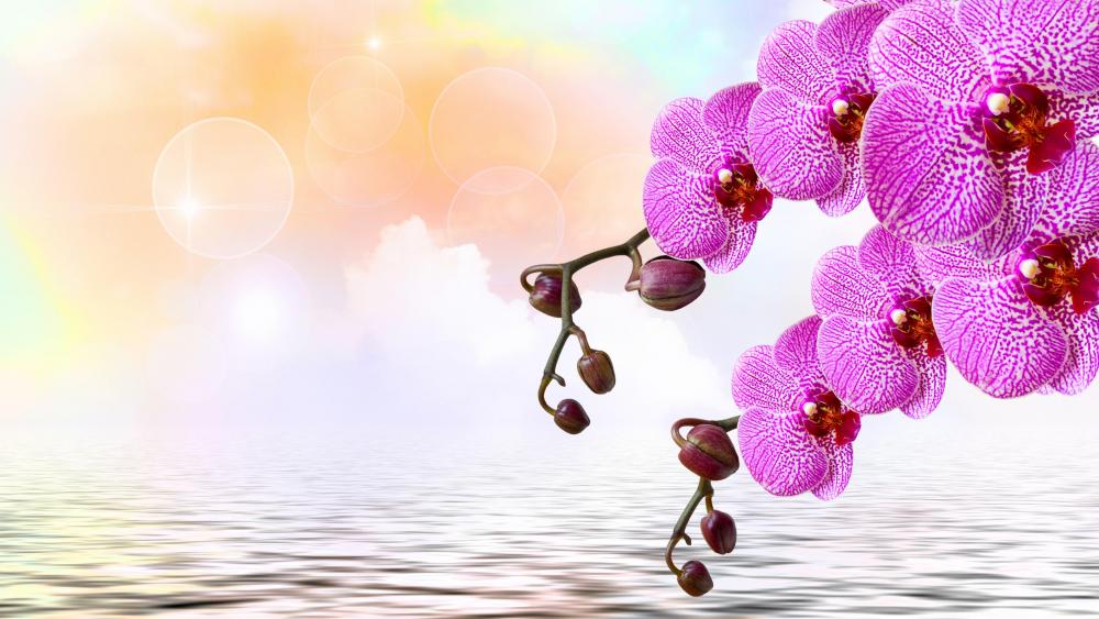 Orchid branches over the water artwork wallpaper