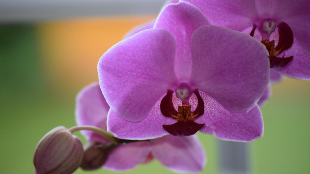 Orchid wallpaper
