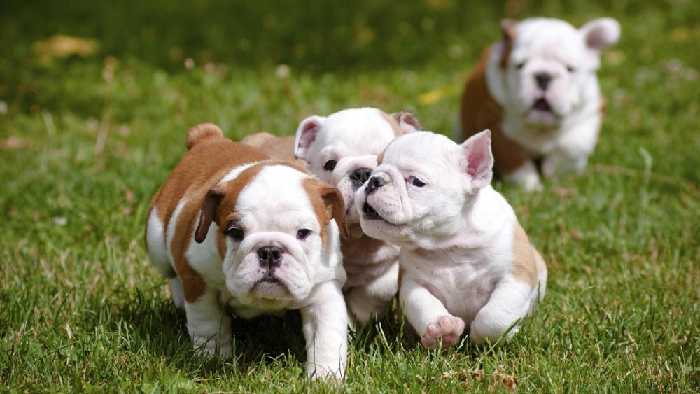 Cute bulldog puppies wallpaper