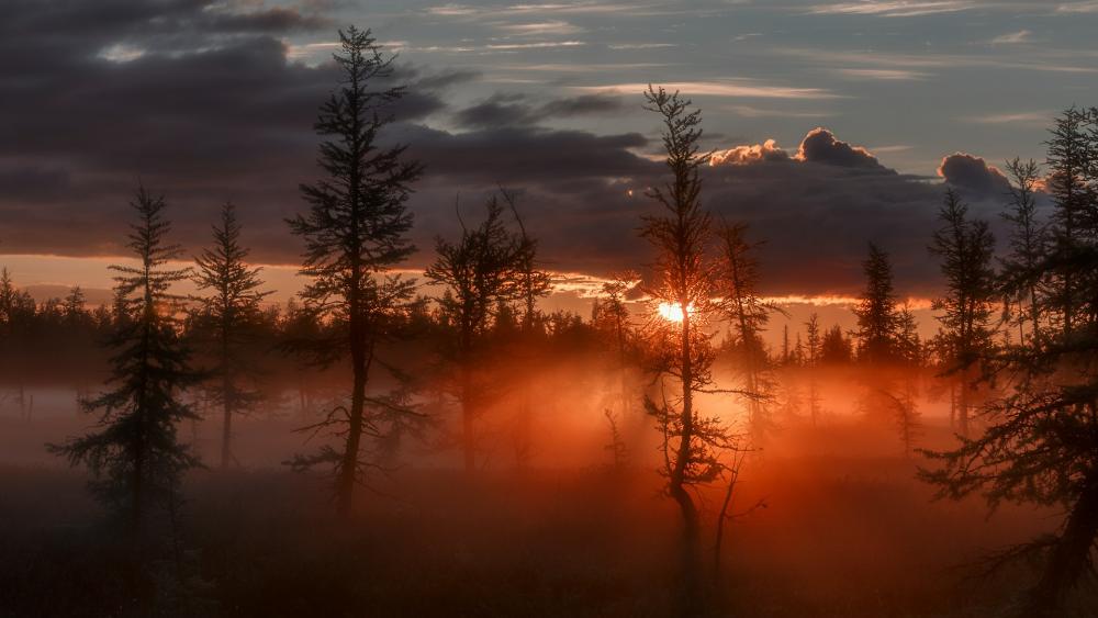 Morning twilight in the forest of Novy Urengoy, Russia wallpaper
