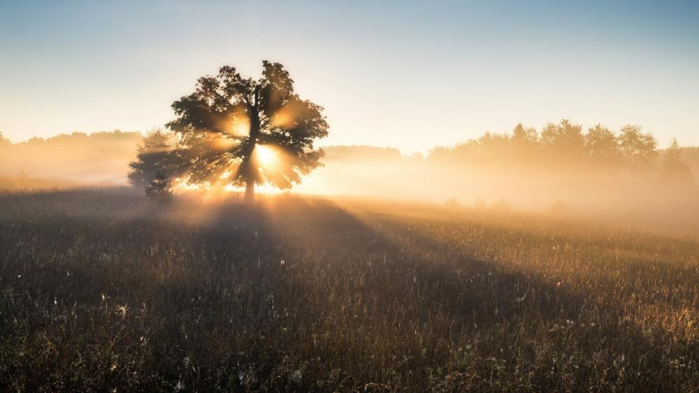 Lone tree in the rays of light wallpaper