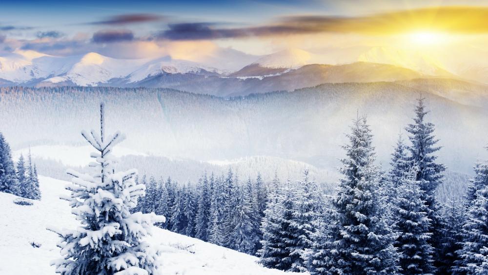 Snowy fir forest in the morning sunrays wallpaper