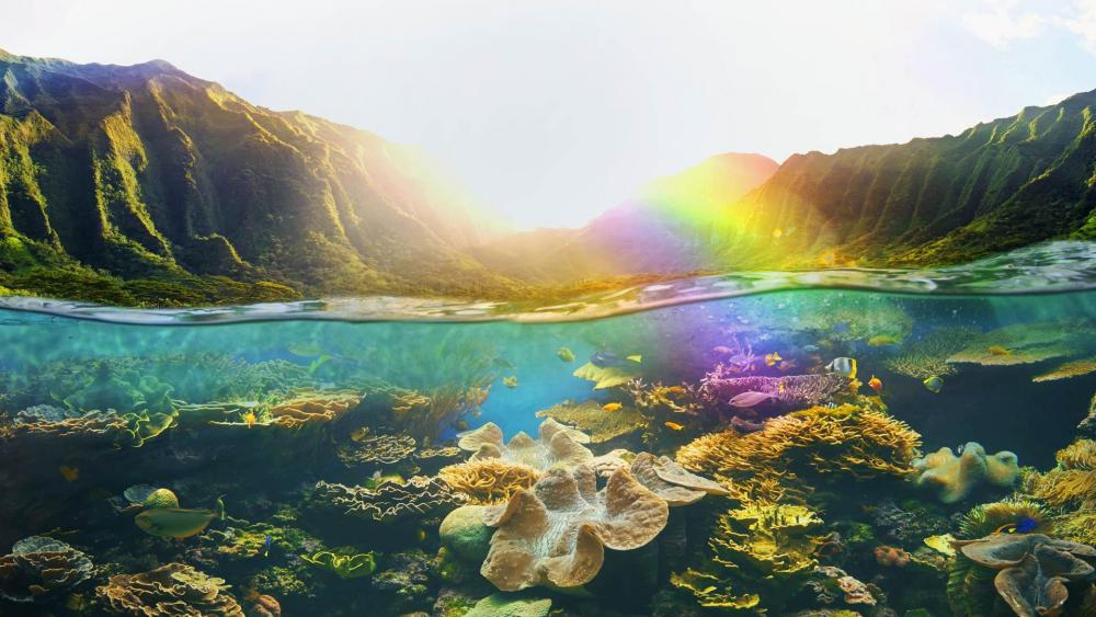 Hawaiian Coral Reefs wallpaper