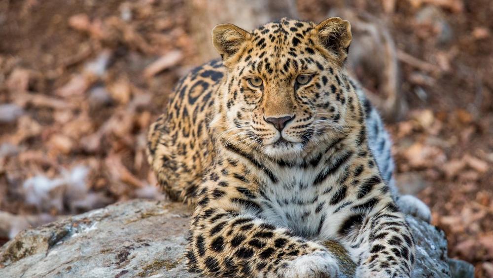 Amur leopard - Land of the Leopard National Park wallpaper