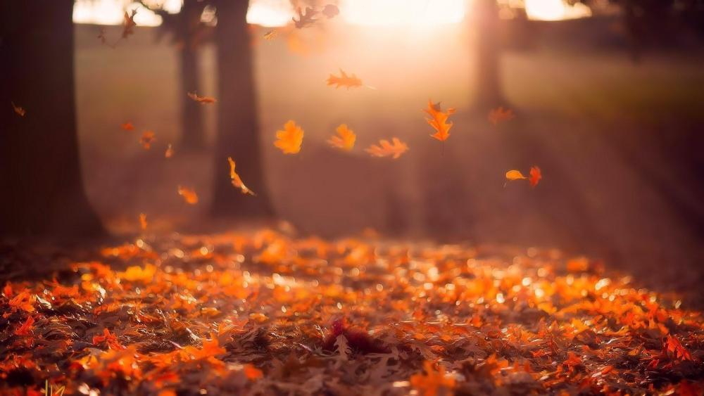 Red leaves in the autumn sunrays - Nature photography wallpaper