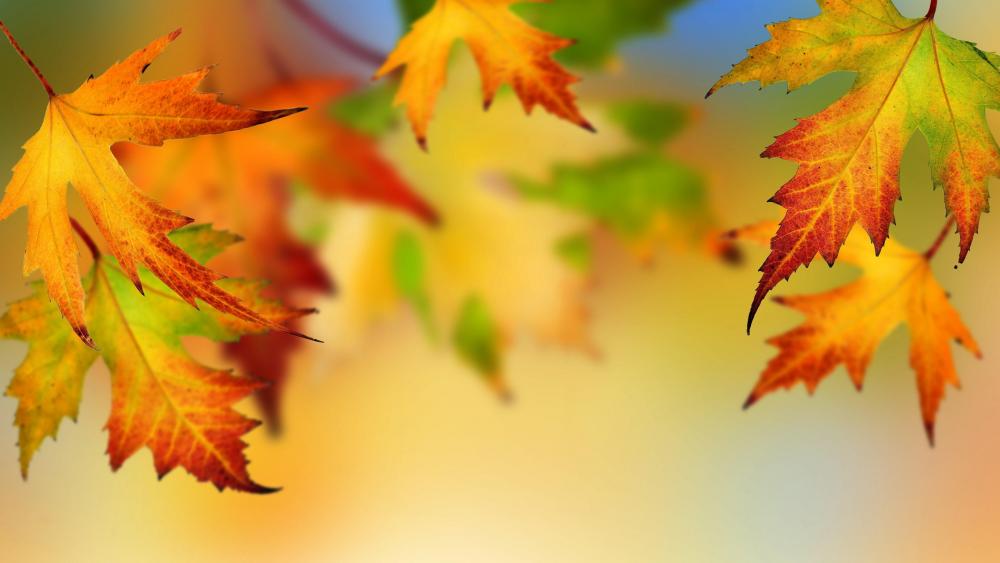 Colorful autumn maple leaves    wallpaper