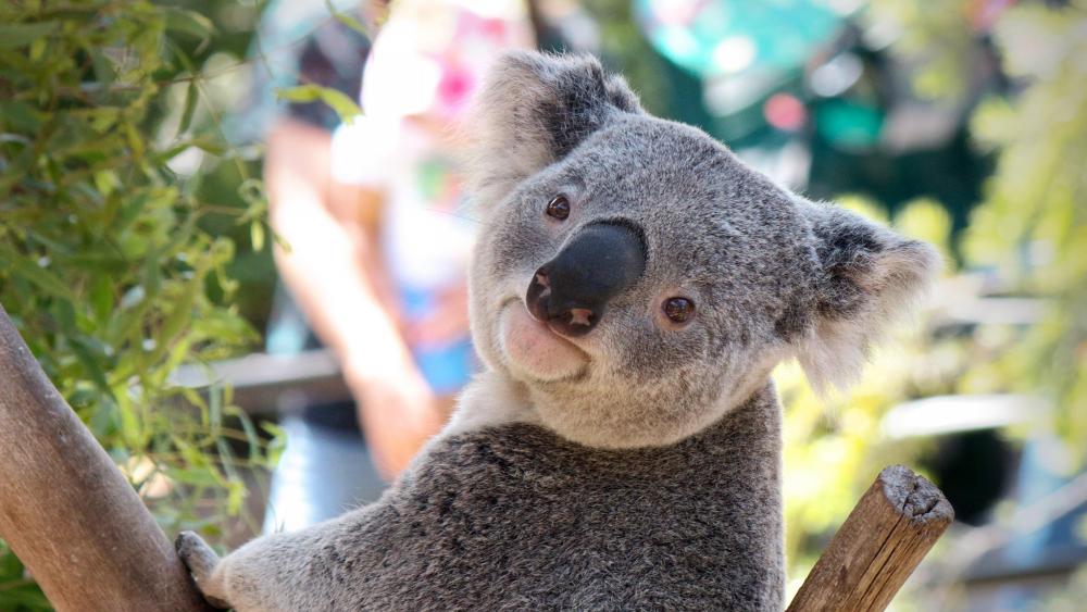 Cute koala wallpaper