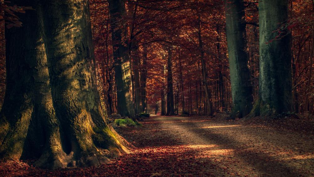 Autumn forest path  wallpaper