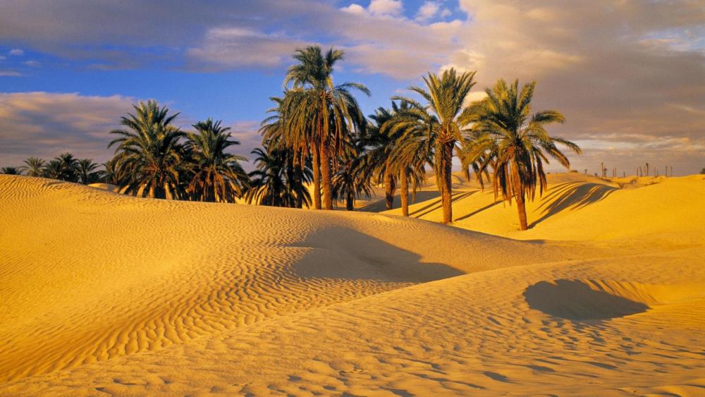 Sahara oasis between sand dunes wallpaper